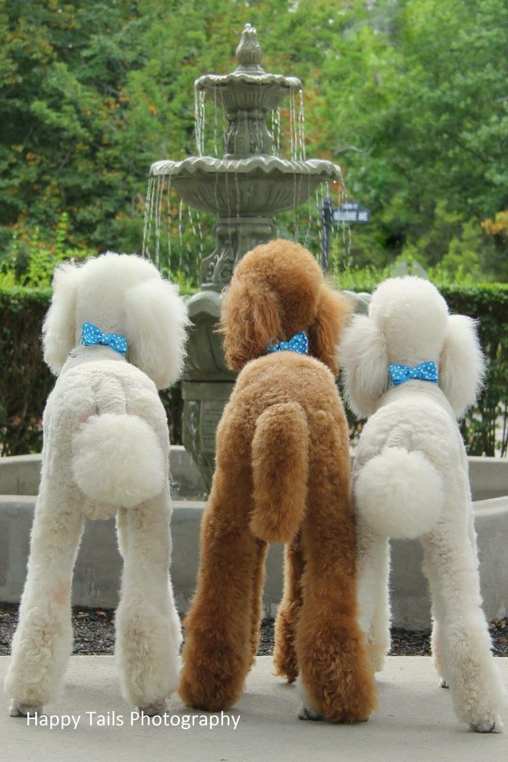 three poodles standing in front of a fountain