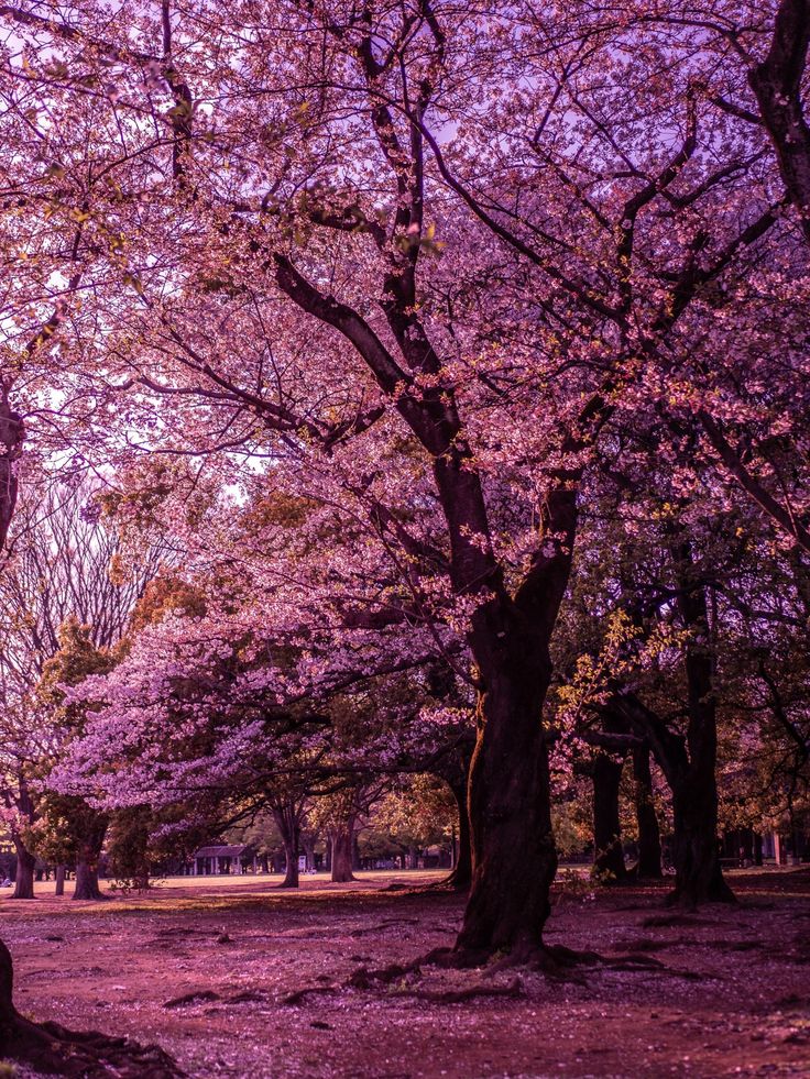 the trees in the park are blooming with pink flowers on them and purple leaves