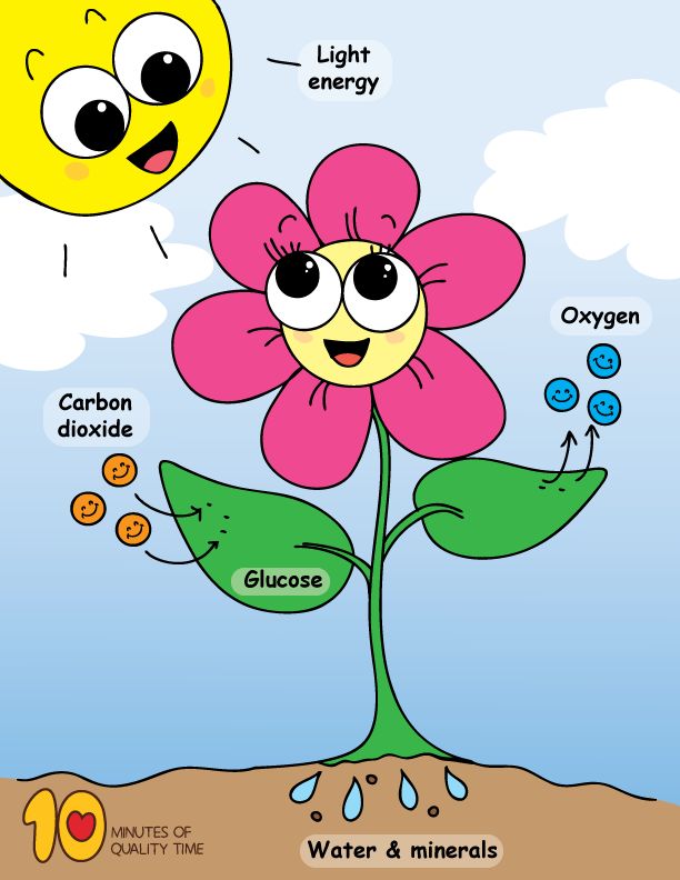 the parts of a flower in english and spanish with pictures for kids to learn how to use them