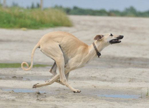 a dog running on the beach with its mouth open