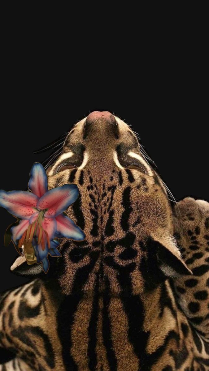 a close up of a tiger with a flower in its mouth