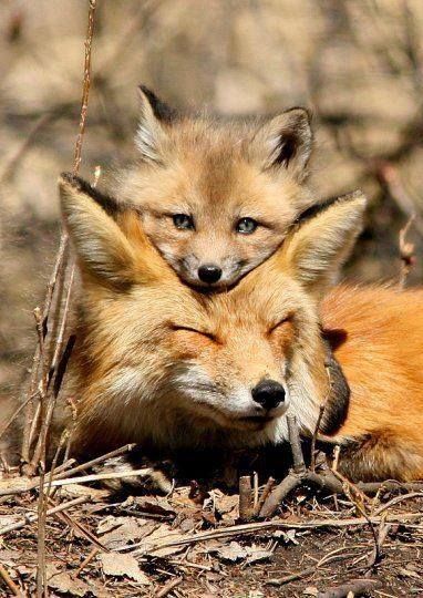 two foxes cuddle together in the woods