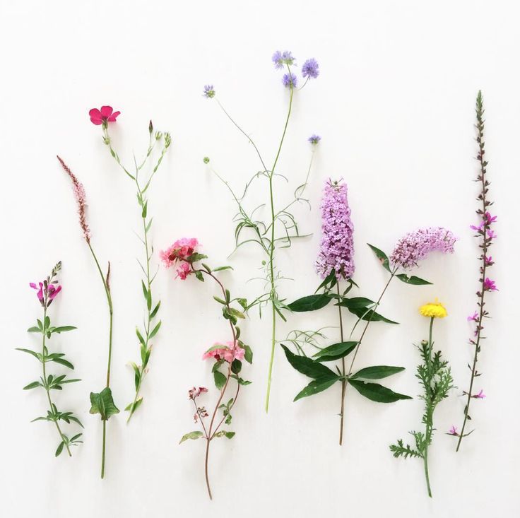 several different types of wildflowers on a white background