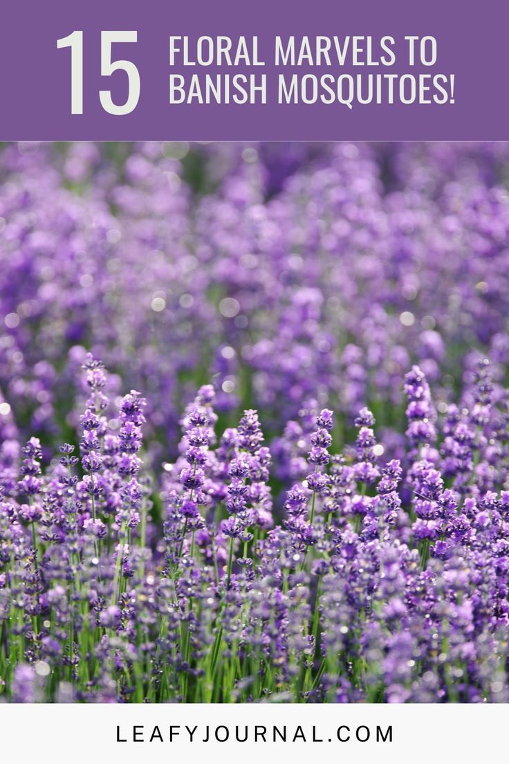 lavender flowers with text that reads 15 floral marvels to banish mosquitoes