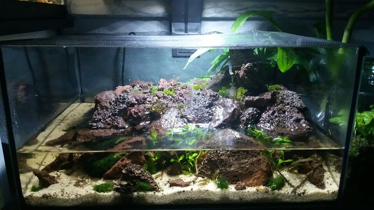 an aquarium with rocks and plants in it