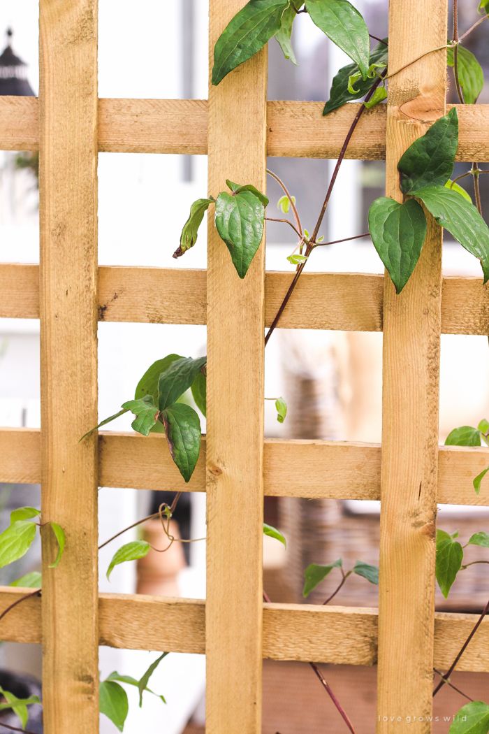 a wooden fence with green leaves growing on it