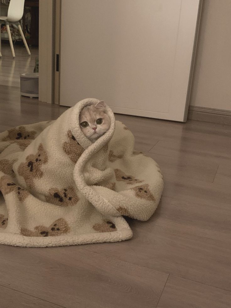 a cat is wrapped up in a blanket on the floor and looking at the camera