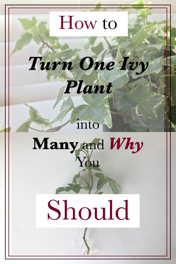 a plant with the words how to turn one ivy plant into many and why you should