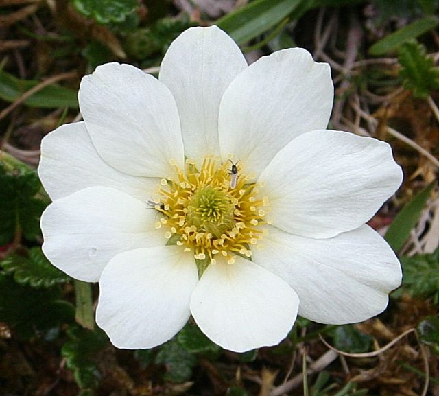 a white flower with yellow stamen in the center surrounded by green leaves and grass