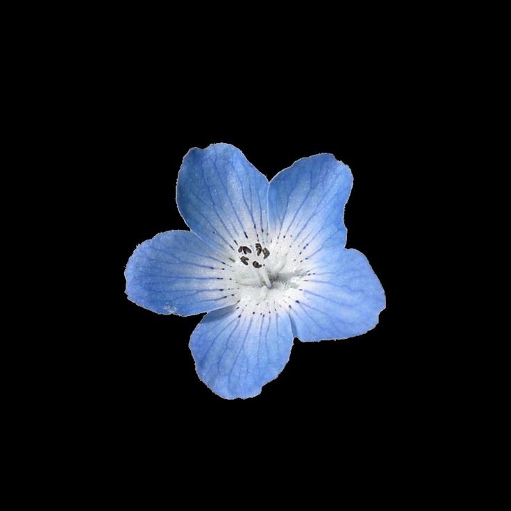 a single blue flower is shown in the dark sky with no one around it to see