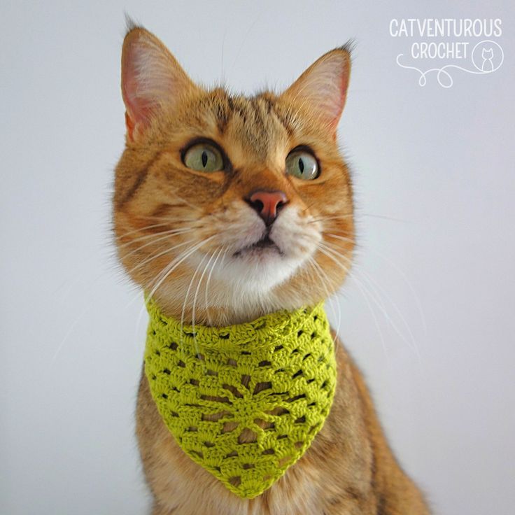 an orange cat wearing a green crochet bandana looks up at the camera