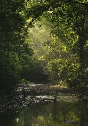 a river running through a lush green forest