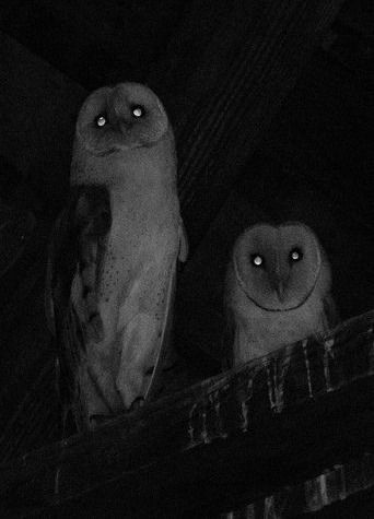 two owls sitting on top of a wooden box in the dark with eyes glowing down