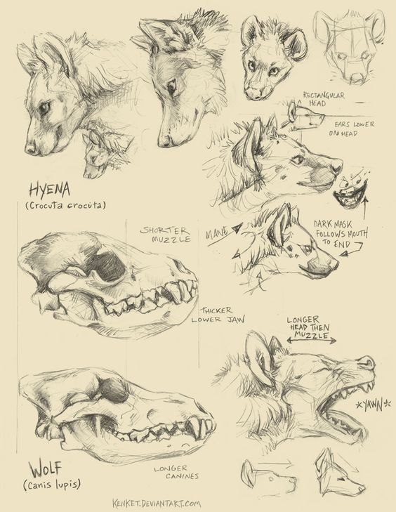 some drawings of different types of animals