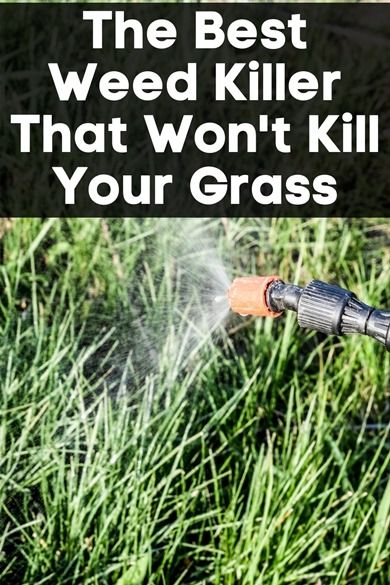 Natural Weedeater, Killing Weeds In Lawn, Kill Weeds Not Grass, Growing Mango, Kill Weeds Naturally, Work Confidence, Killing Weeds, Kill Weeds, Lawn Food