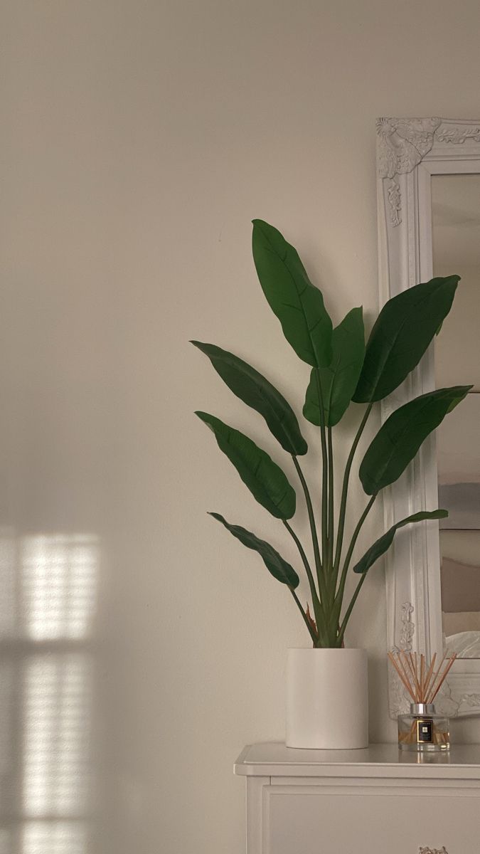 a potted plant sitting on top of a white dresser next to a mirror and window