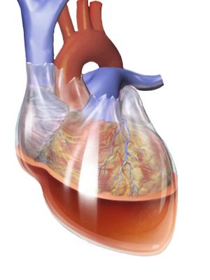 an image of the human heart with blood flowing through it's ventilators