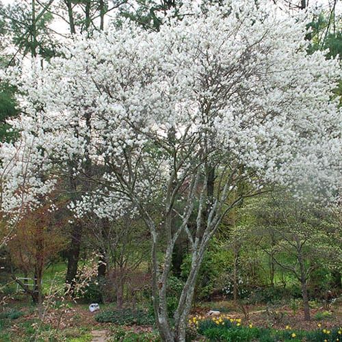 a tree with white flowers is in the middle of a garden and there are many other trees around it