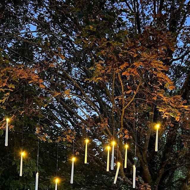 some lights hanging from the branches of trees