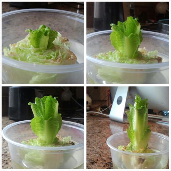 four pictures of lettuce in plastic containers on a counter top, with the leaves still attached