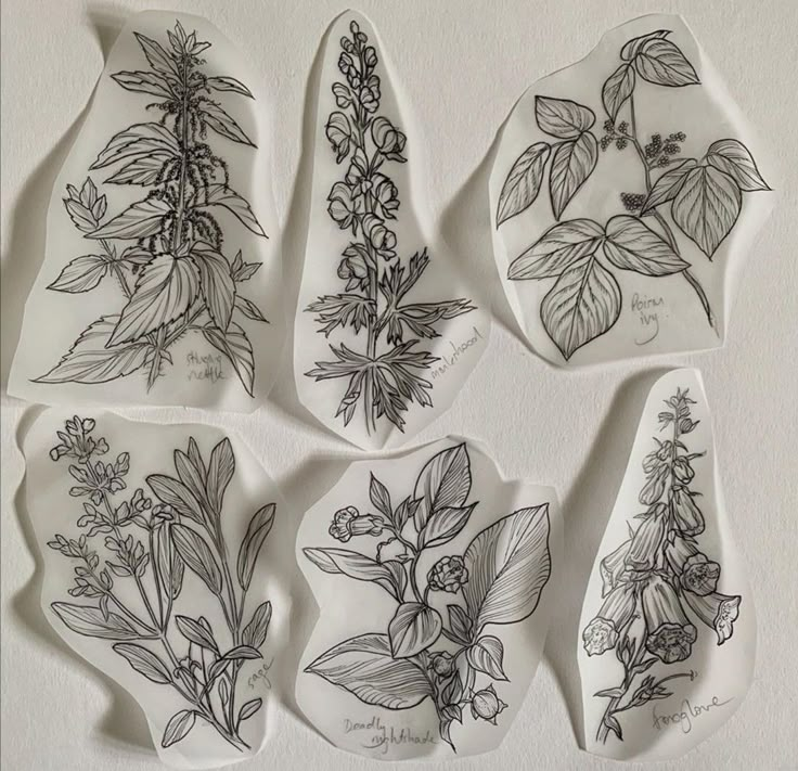 six plates with drawings of flowers and leaves on them, all drawn in black ink