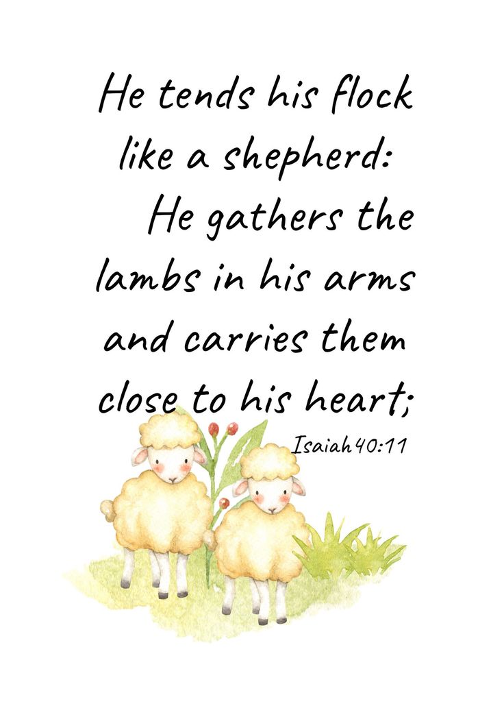 two sheep standing next to each other with the words he tends his flock like a shepherd he gathers the lambs in his arms and carries them close to his heart