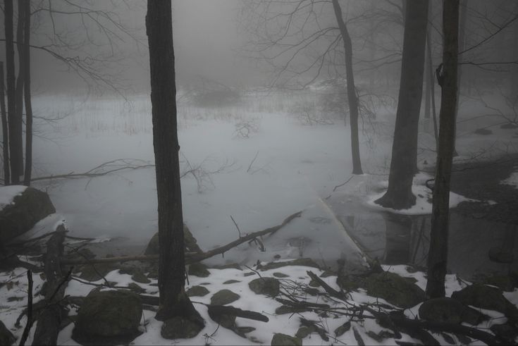 the woods are covered in snow and ice