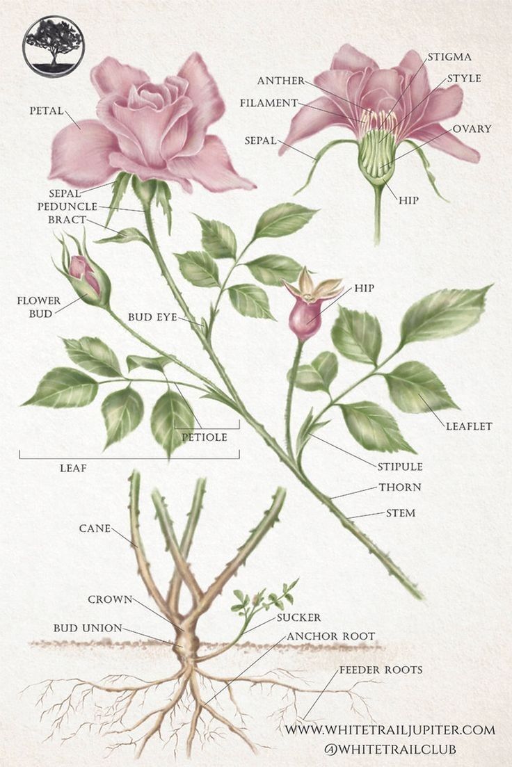 the parts of a flower and their names