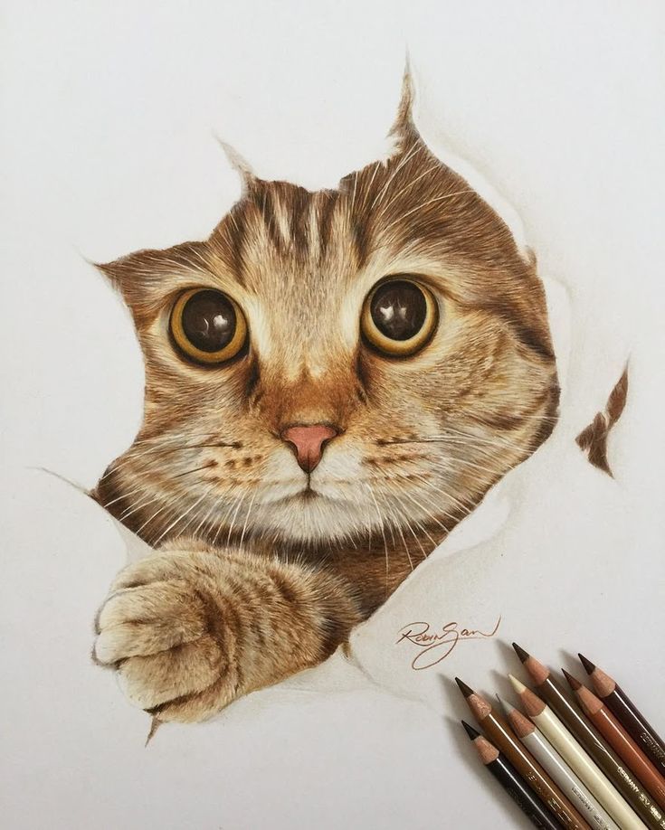 a pencil drawing of a cat peeking through a hole