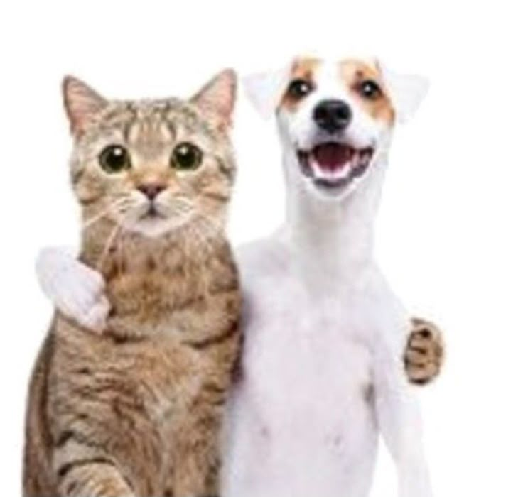 two dogs and a cat standing next to each other