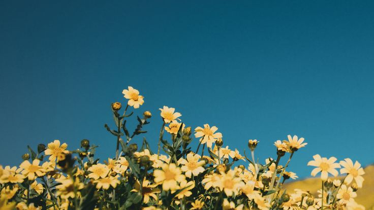 some yellow flowers are in the foreground and a blue sky is in the background