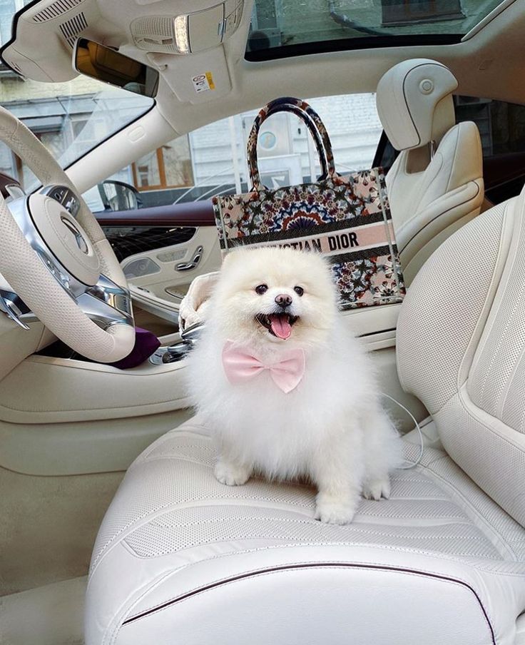 a small white dog with a pink bow tie sitting in the driver's seat of a car