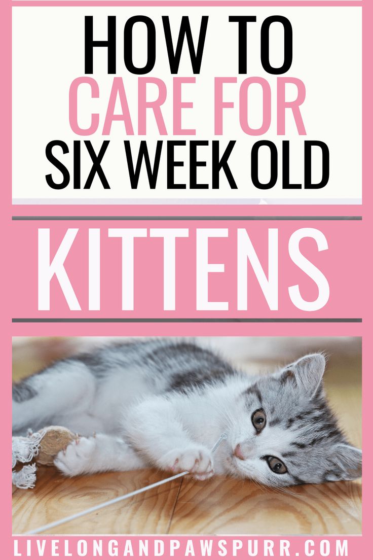 a kitten laying on the floor with text overlay that reads how to care for six week old kittens