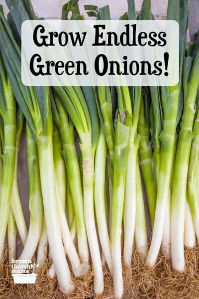 green onions with the words grow endless green onions on it in front of some stalks