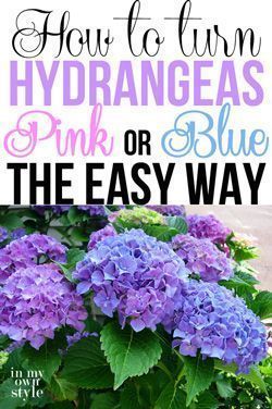 purple flowers in a pot with text overlay how to turn hydrangeas pink or blue the easy way