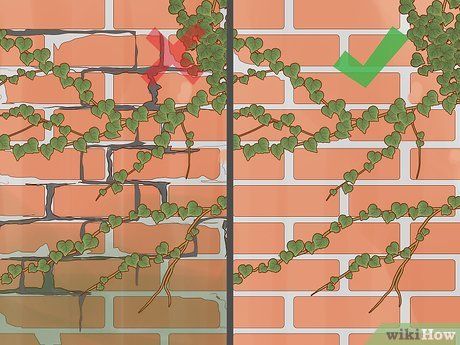 a brick wall with ivy growing on it and the words, how to grow ivy