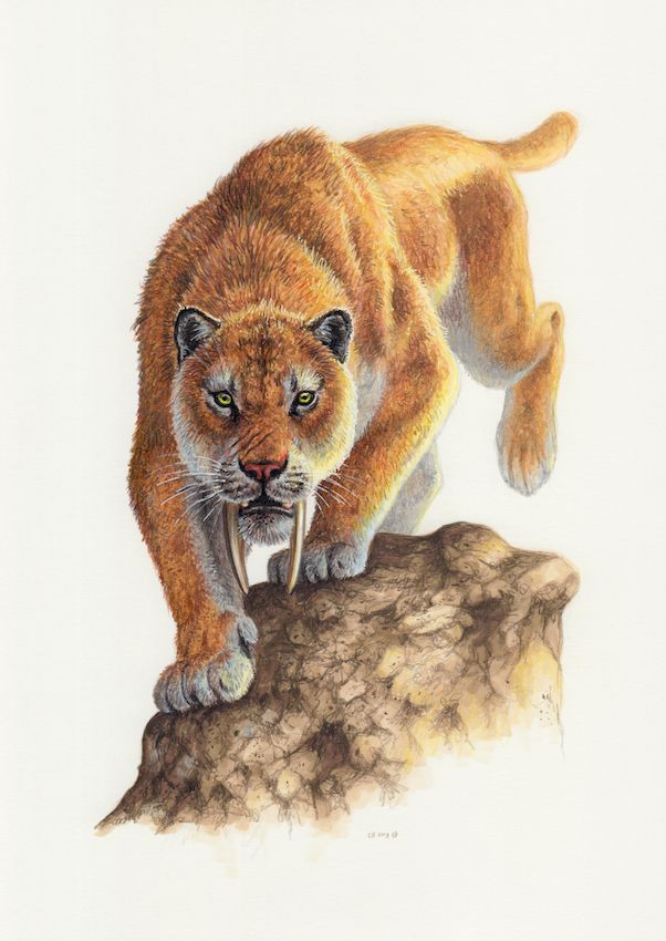 a pencil drawing of a small animal on a rocky hill top with one paw in the air