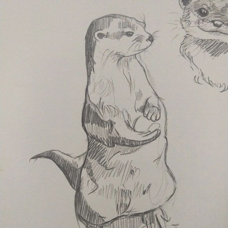 a drawing of two otters with one holding the other's back and another looking up