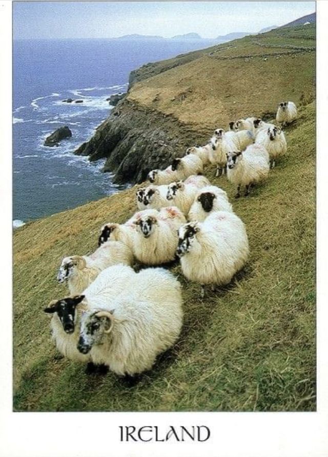 a herd of sheep walking down a hill next to the ocean