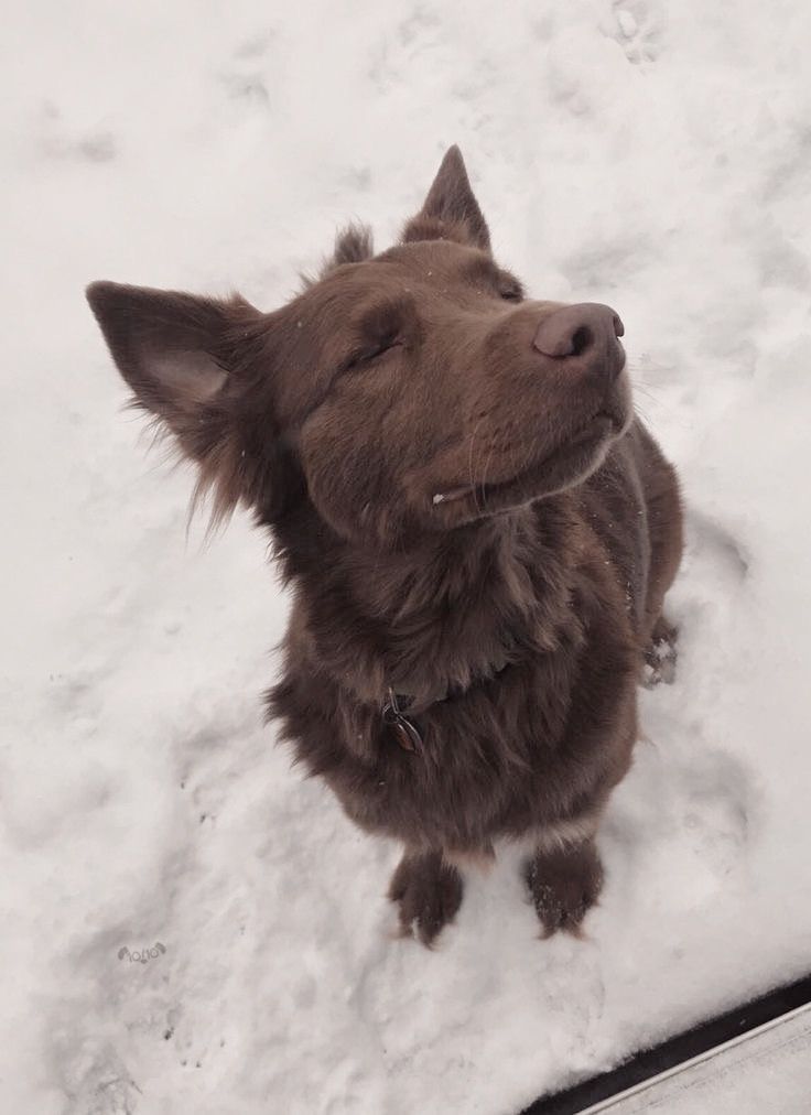 a brown dog sitting in the snow with its eyes closed and his head tilted to the side