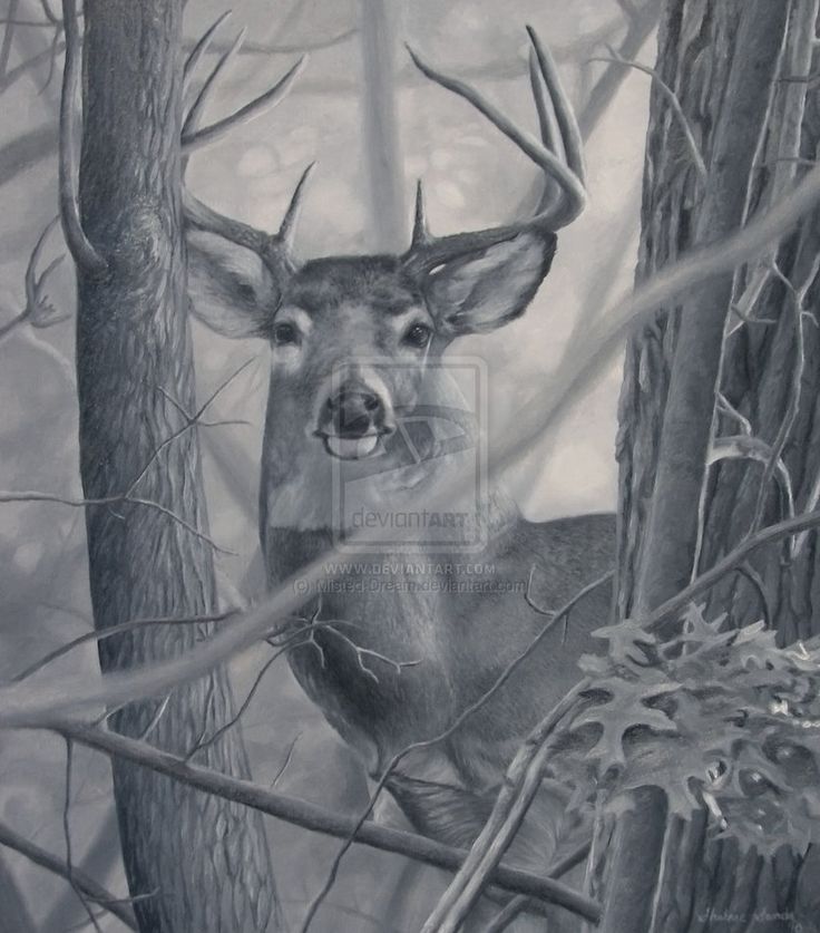 a black and white drawing of a deer in the woods