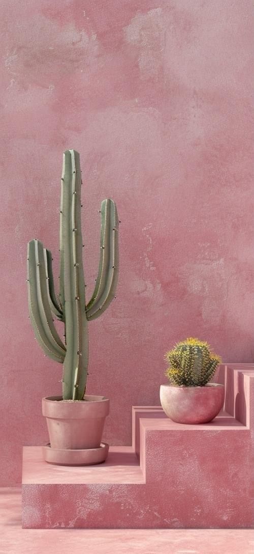 there is a cactus in a pot on the steps next to a pink stucco wall