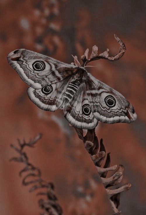 a close up of a butterfly on a plant with dirt in the background and rust colored wall behind it