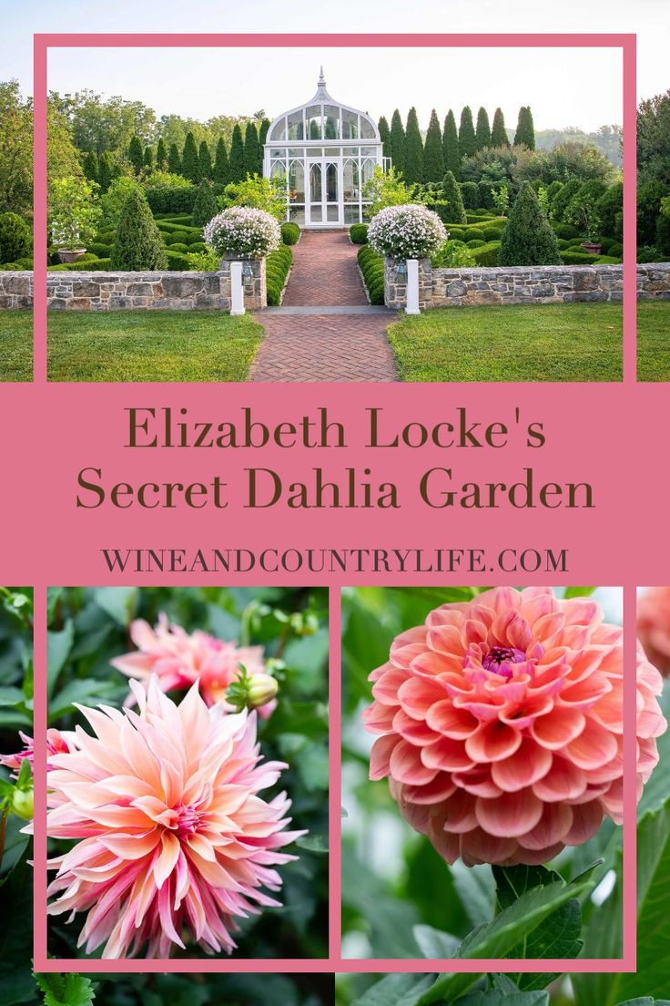 the elizabeth locke's secret dahlia garden with pink flowers and green plants in front