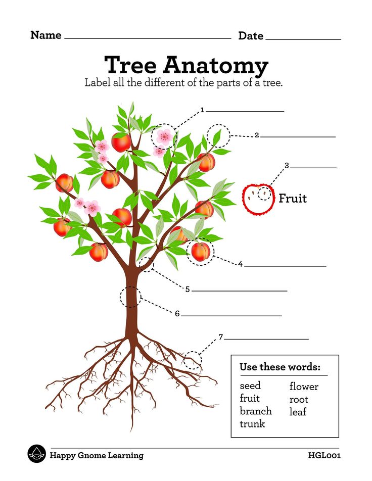 the tree anatomy worksheet for kids to learn and practice their plant life skills