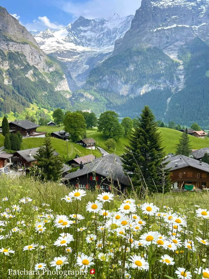 the mountains are covered in snow and green grass with white daisies growing on them