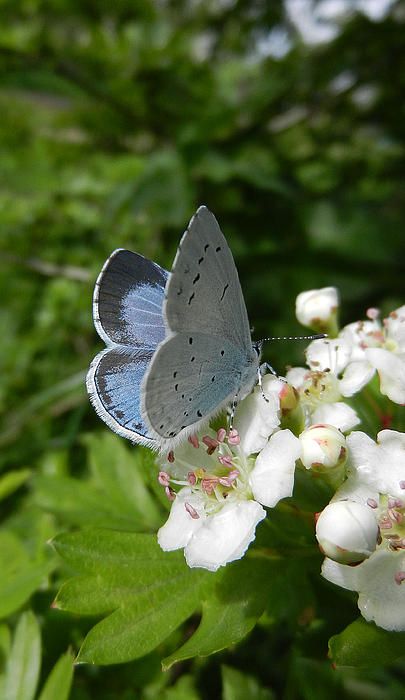 a blue butterfly sitting on top of white flowers