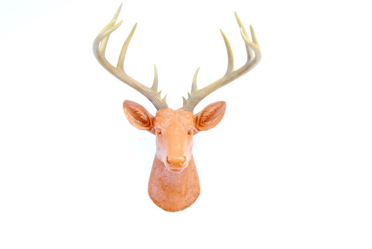 a deer's head is shown against a white background