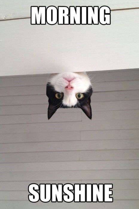 a white and black cat is peeking out from behind the wall with caption saying morning sunshine