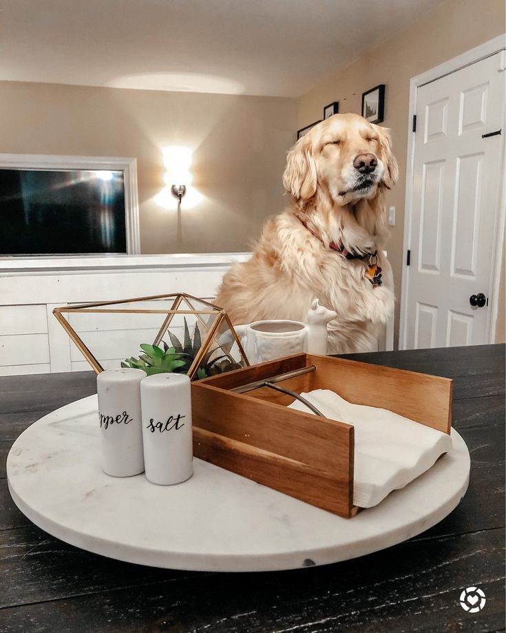 a dog is sitting at the table with its food and drink in front of him